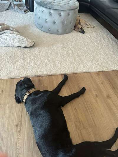 TierschutzhundeStammtisch🐕-Beitrag-Bild