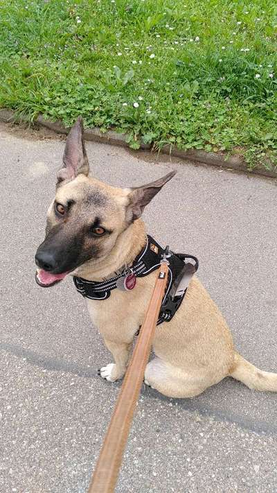 Zeigt eure Malinois!!!-Beitrag-Bild