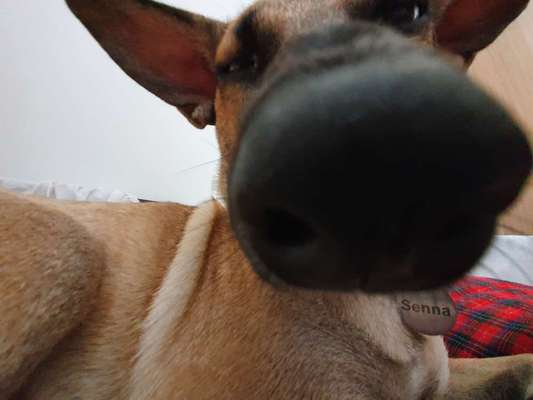 42. Handy Fotochallenge - Den richtigen Riecher haben-Beitrag-Bild