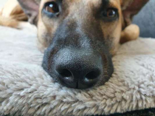 Zeigt mir die tollste Nahaufnahme von eurer Fellnase-Beitrag-Bild