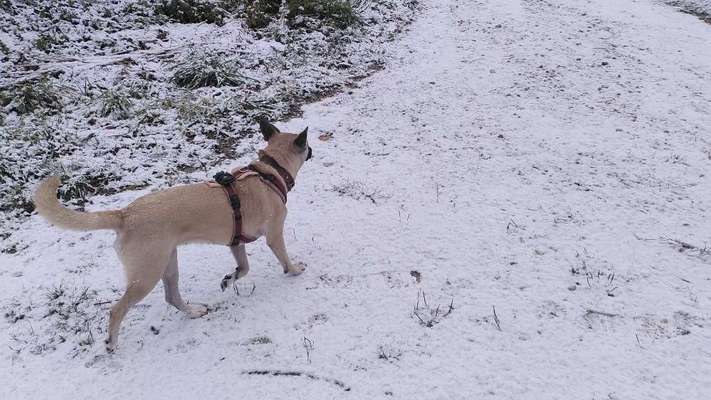 Wie sitzt mein Geschirr?-Beitrag-Bild