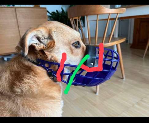 Wie sitzt mein Maulkorb / Maulkorb-Beratung-Beitrag-Bild