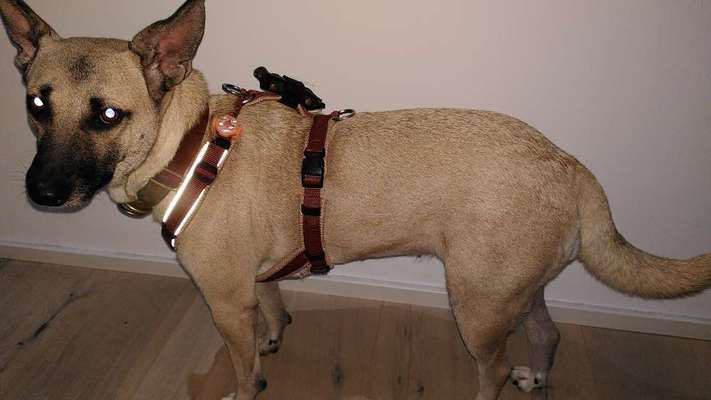 Wie sitzt mein Geschirr?-Beitrag-Bild