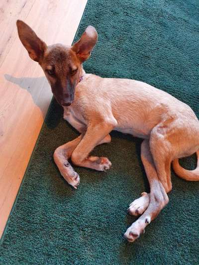 TierschutzhundeStammtisch🐕-Beitrag-Bild