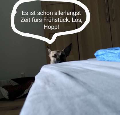 Was denkt mein Hund ?-Beitrag-Bild