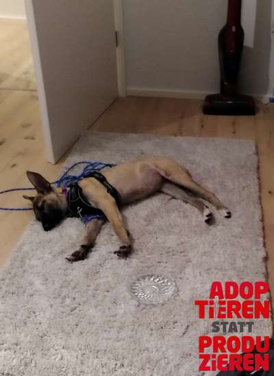 Dogorama Photo Challenge - "Adoptieren statt Produzieren" mit Gewinnspiel-Beitrag-Bild