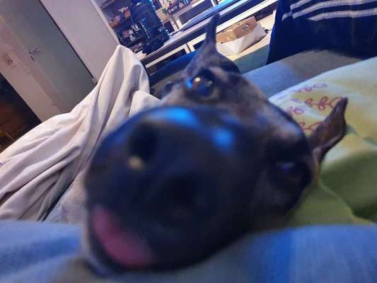 Zeigt mir die tollste Nahaufnahme von eurer Fellnase-Beitrag-Bild