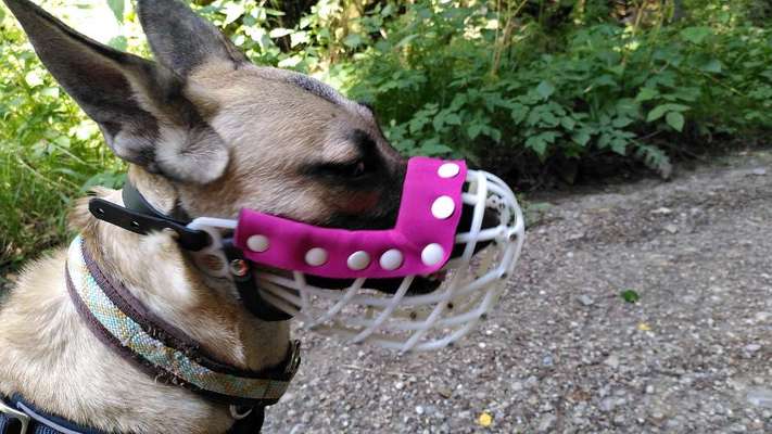 Kangal Fans ! ! ! !-Beitrag-Bild