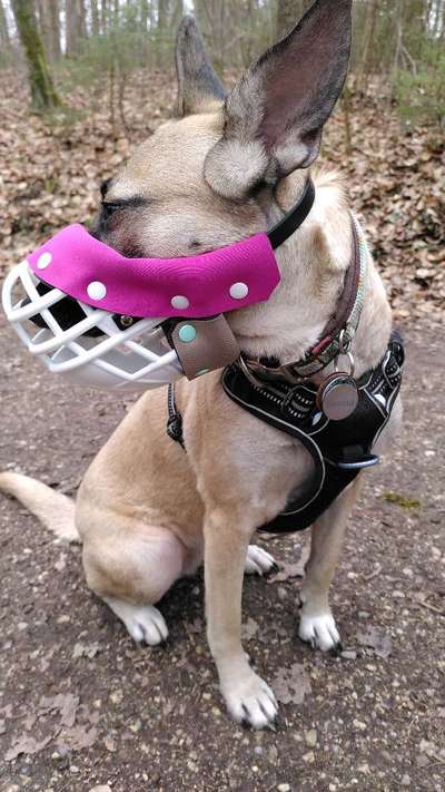 Wie sitzt mein Maulkorb / Maulkorb-Beratung-Beitrag-Bild