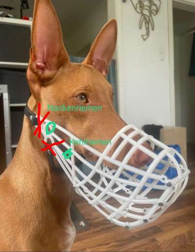 Wie sitzt mein Maulkorb / Maulkorb-Beratung-Beitrag-Bild