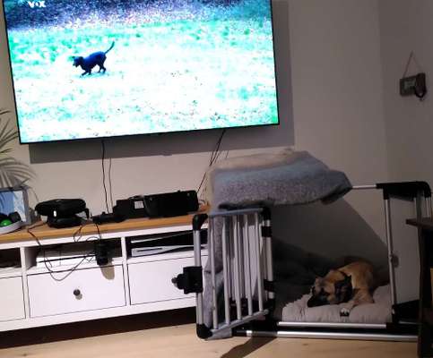 TierschutzhundeStammtisch🐕-Beitrag-Bild