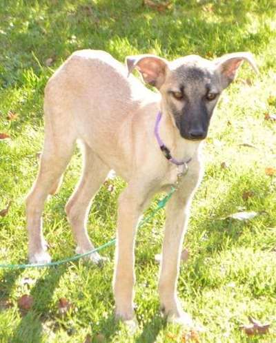 Auslandstierschutz-Beitrag-Bild