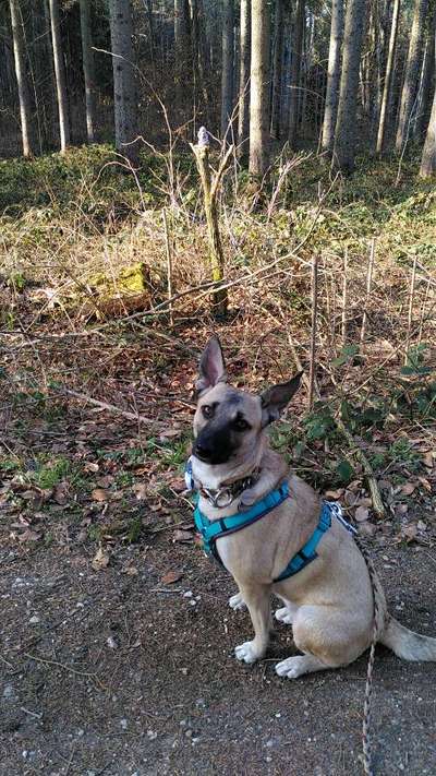 Dogorama Photo Challenge - Zufallsfund beim Gassi-Beitrag-Bild