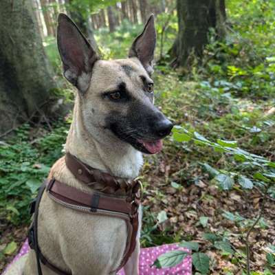 Hundetreffen-Neue Gassifreunde gesucht!-Bild
