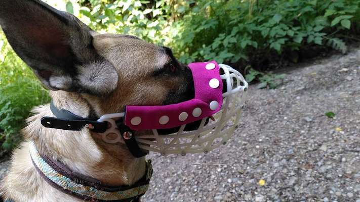 Maulkorb rauf - Vorurteile runter-Beitrag-Bild