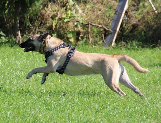 Dogorama Photo Challenge - Hunde in Action-Beitrag-Bild