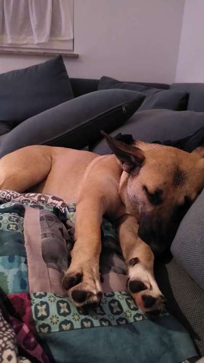 Gespräche zwischen Hund und Halter-Beitrag-Bild