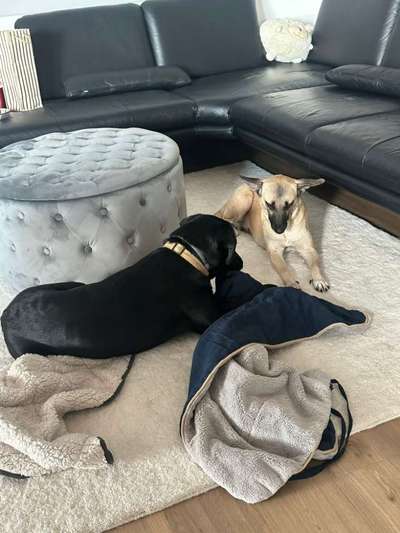 TierschutzhundeStammtisch🐕-Beitrag-Bild