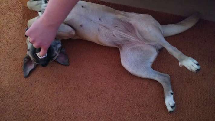 Fotochallenge Nr. 47 - Zeigt die Zähne-Beitrag-Bild