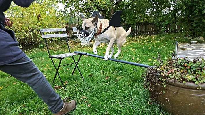 Wie sitzt mein Maulkorb / Maulkorb-Beratung-Beitrag-Bild