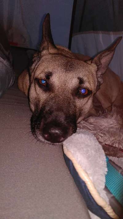 TierschutzhundeStammtisch🐕-Beitrag-Bild