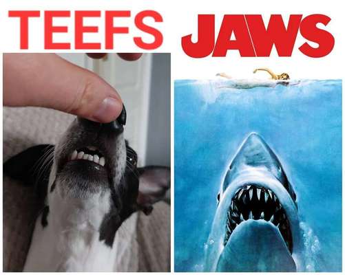 Hunde Memes-Beitrag-Bild