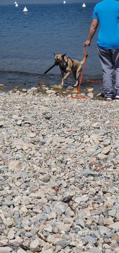 TierschutzhundeStammtisch🐕-Beitrag-Bild