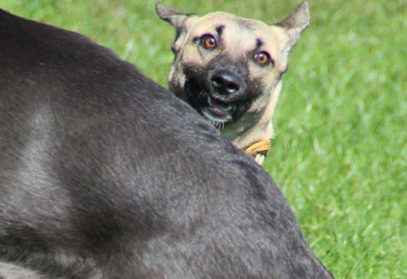 Lustige Grimassen & verrückte Posen-Beitrag-Bild