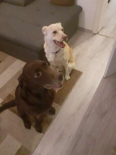 Bester Freund, Hundekumpel - zeigt her!-Beitrag-Bild