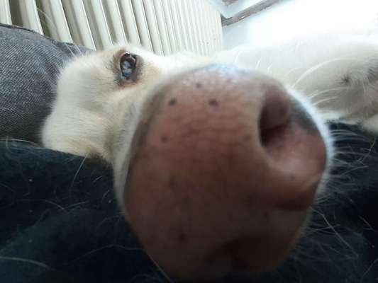 Lustigsten Grimassen von euren Hunden-Beitrag-Bild