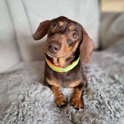 Hundetreffen-Gassi Treff mit Spiel und Spaß-Bild