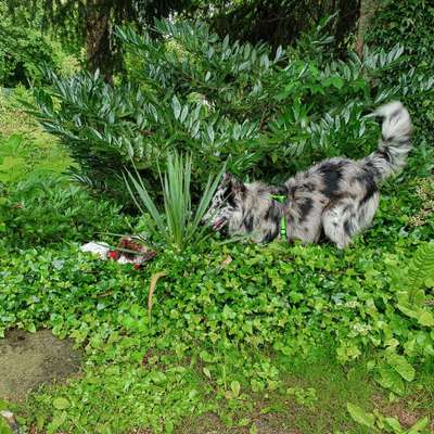 Die Dogorama Wochen Challenge "Friends will be Friends"-Beitrag-Bild