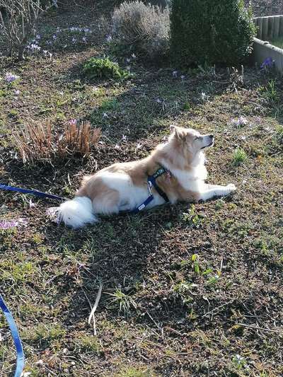 Challenge 23 : "  Euer Hund beim Frühlingserwachen "-Beitrag-Bild