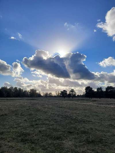 Die wunderschöne Welt mit Hund.-Beitrag-Bild