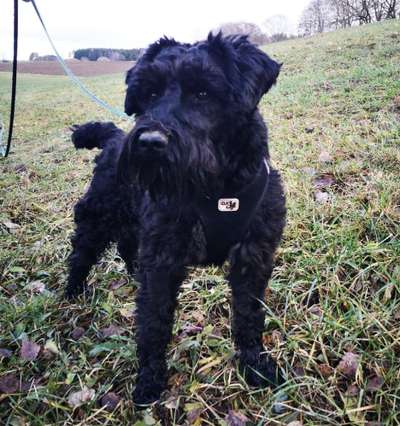 Lieblingsrasse und was man hat.-Beitrag-Bild