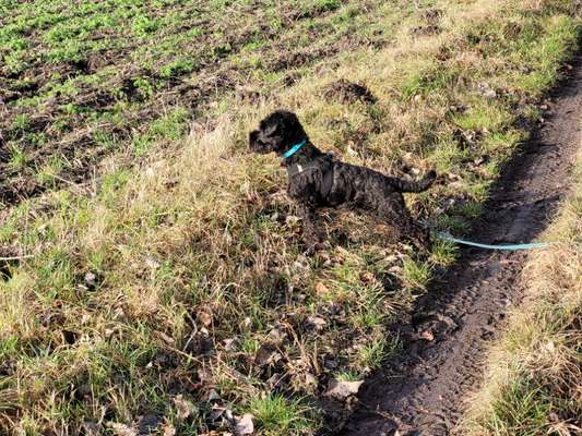 Zwergschnauzer gesucht-Beitrag-Bild