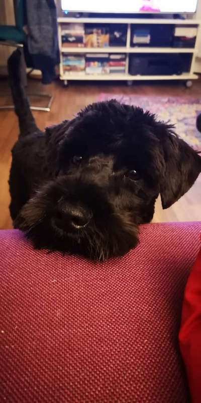 Die besten Hundeblicke 🐾❤️-Beitrag-Bild