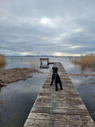 Das gemeinsame Leben mit einem Hund-Beitrag-Bild