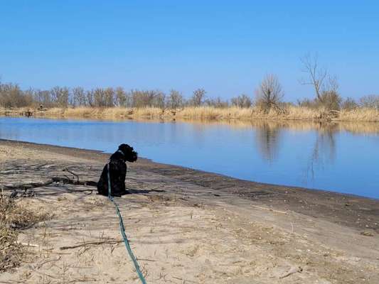 Die wunderschöne Welt mit Hund.-Beitrag-Bild