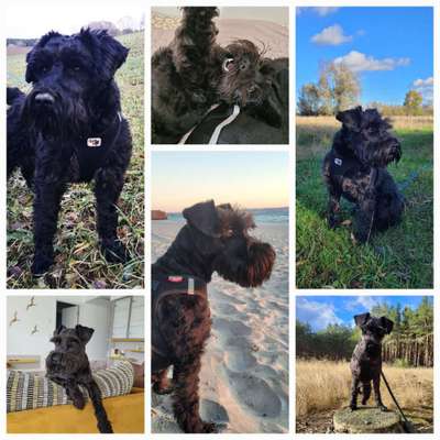 Black dogs are beautiful-Beitrag-Bild