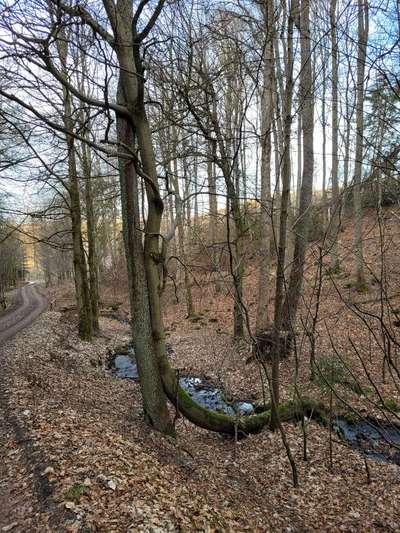 Bäume mit Gesicht-Beitrag-Bild