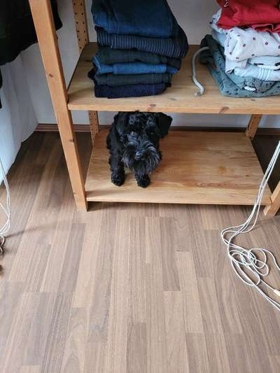 Dogorama Photo Challenge - Hündische Haushaltshilfe-Beitrag-Bild