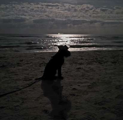 Die wunderschöne Welt mit Hund.-Beitrag-Bild