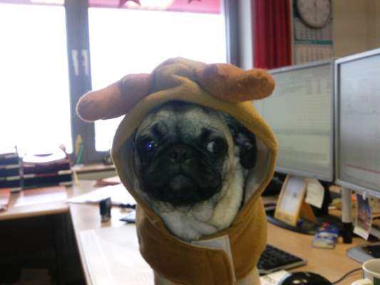 33. Handy Foto Challenge - Verkleidung deines Hundes-Beitrag-Bild