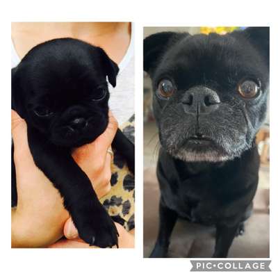 Vom Welpen zum Hund-Beitrag-Bild