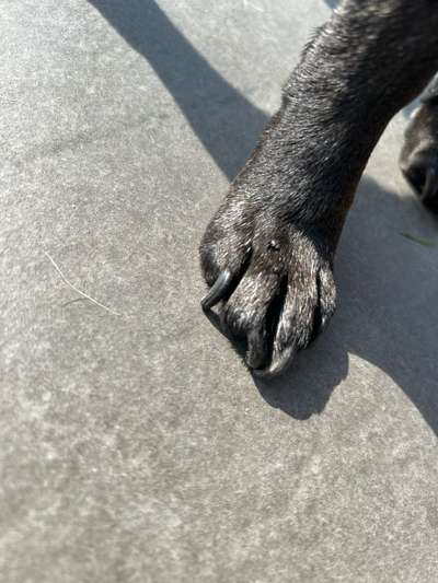 Pickel artige Stellen am Kopf-Beitrag-Bild