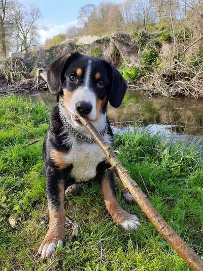 Dogorama-Monats-Challenge-Mai "Wasser"-Beitrag-Bild