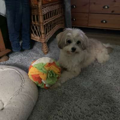 Hundetreffen-Begegnungsrunde mit Übungen zum trainieren-Bild