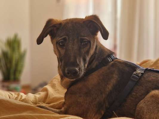 Rasse raten Rumänische Hündin-Beitrag-Bild