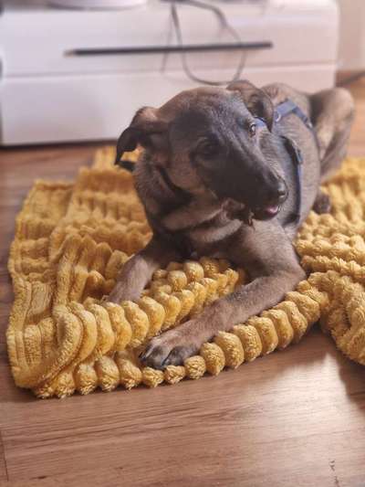 Rasse raten Rumänische Hündin-Beitrag-Bild